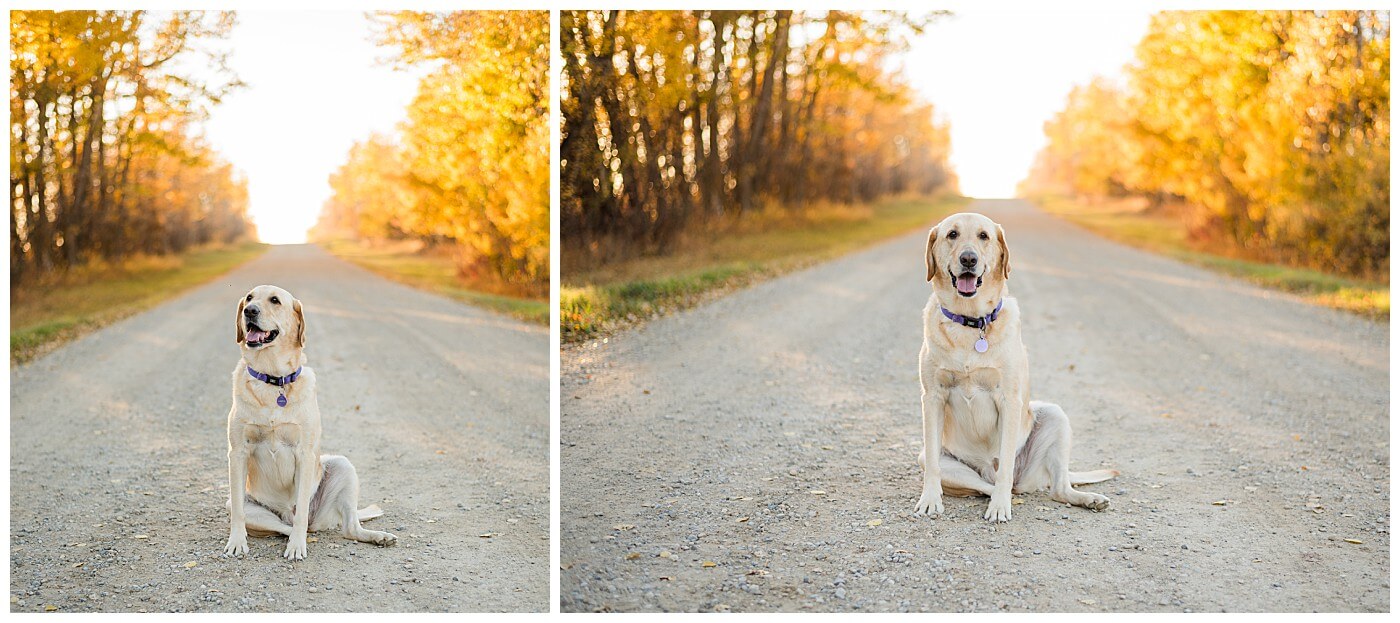 Portrait session sylvan lake, dog